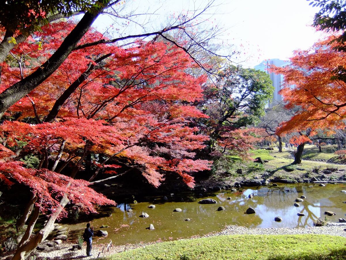 小石川後楽園の紅葉 見頃や混雑状況は デート向けランチも紹介 Checo 暮らしと旅のアイディア集